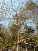 Live Plant Image