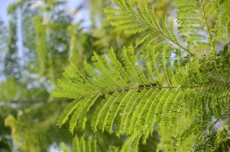 Live Plant Image