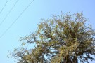 Live Plant Image