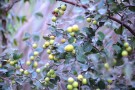 Live Plant Image
