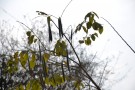 Live Plant Image