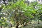 Live Plant Image