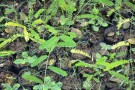 Live Plant Image