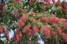 Live Plant Image