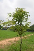 Live Plant Image