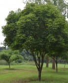 Live Plant Image