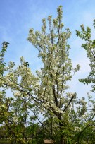 Live Plant Image