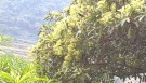 Live Plant Image