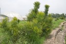 Live Plant Image