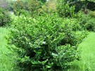 Live Plant Image
