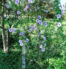 Live Plant Image