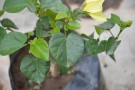 Live Plant Image