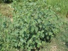 Live Plant Image