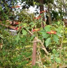 Live Plant Image