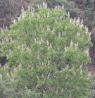 Live Plant Image