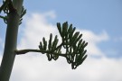 Live Plant Image