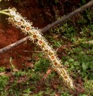 Live Plant Image