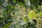 Live Plant Image