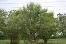 Live Plant Image