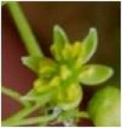 Live Plant Image