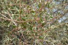 Live Plant Image