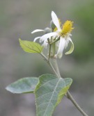 Live Plant Image