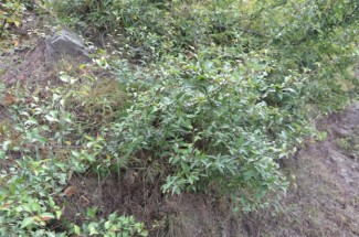 Live Plant Image