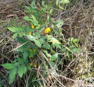 Live Plant Image
