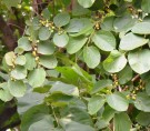 Live Plant Image