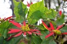 Live Plant Image