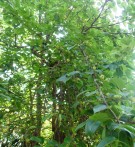 Live Plant Image
