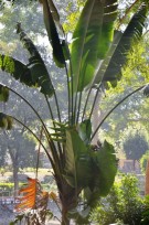 Live Plant Image