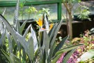 Live Plant Image