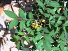 Live Plant Image