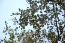 Live Plant Image