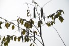Live Plant Image