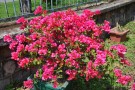 Live Plant Image