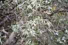 Live Plant Image