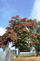 Live Plant Image