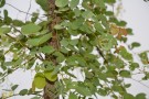 Live Plant Image