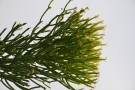 Live Plant Image