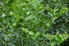 Live Plant Image