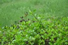 Live Plant Image