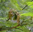 Live Plant Image