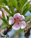 Live Plant Image