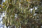 Live Plant Image