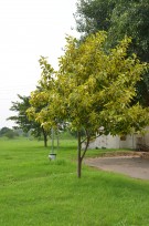 Live Plant Image