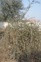Live Plant Image
