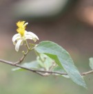 Live Plant Image