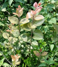 Live Plant Image